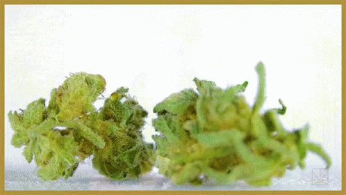 Weed Strain GIF - Weed Strain Pot GIFs