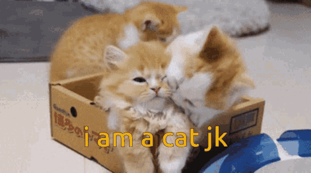 I Am A Cat Cuddle GIF - I Am A Cat Cuddle Cute GIFs