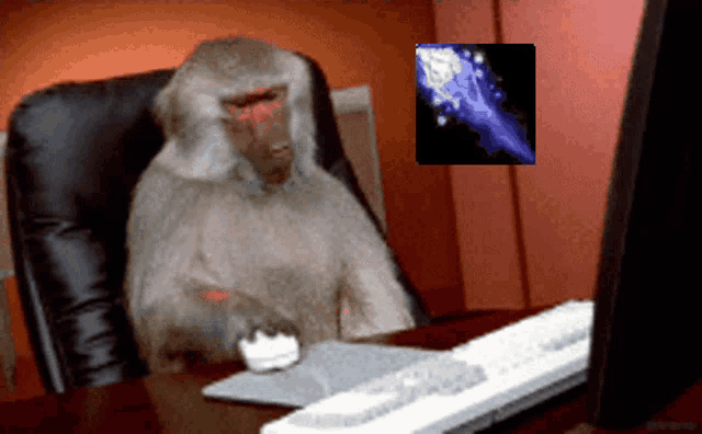 a monkey is sitting in front of a computer monitor