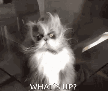 Cat After GIF - Cat After Nap GIFs