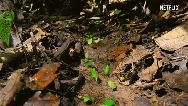 Leafcutter Ants Carrying GIF - Leafcutter Ants Carrying Marching GIFs