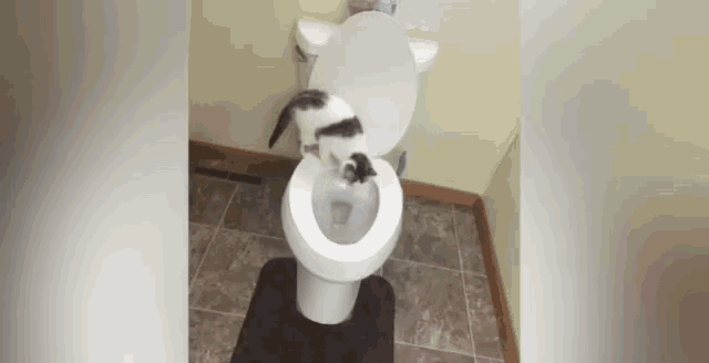 Cat Falling GIF - Cat Falling Toilet Bowl GIFs