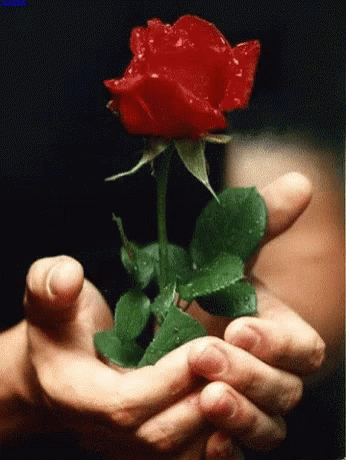 Red Rose GIF - Red Rose Bloom GIFs