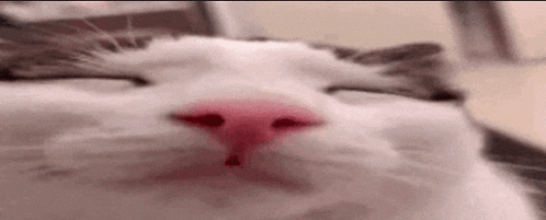 a close up of a cat with a pink nose .