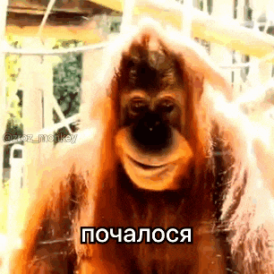 a close up of an orangutan making a funny face with a russian caption .