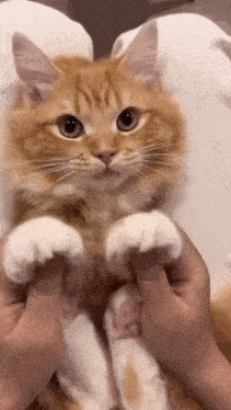 a close up of a person holding a cat 's paws