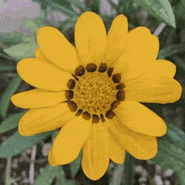 a close up of a yellow flower with brown spots in the center