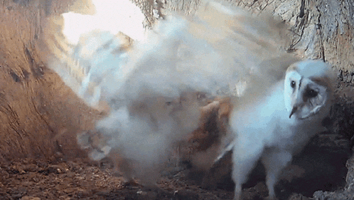 an owl is standing in a cave with smoke coming out of it
