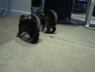 Who Do You Think You Are, Tough Guy?! GIF - Play Kitty Cat GIFs