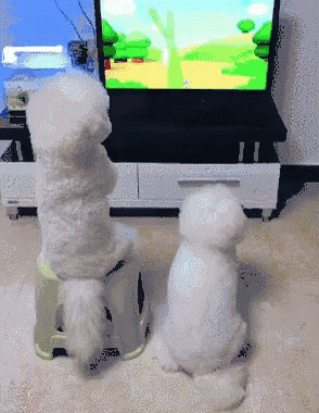 可爱 狗狗 看电视 GIF - Cute Puppy Dog GIFs