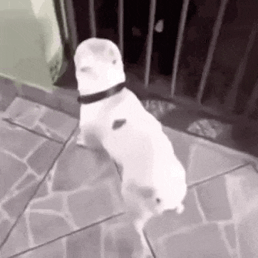 a white dog is standing on its hind legs on a tiled floor in front of a fence .