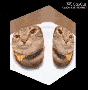 two cats are sitting next to each other on a white plate with cheese on them