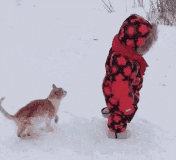a child and a cat are playing in the snow .