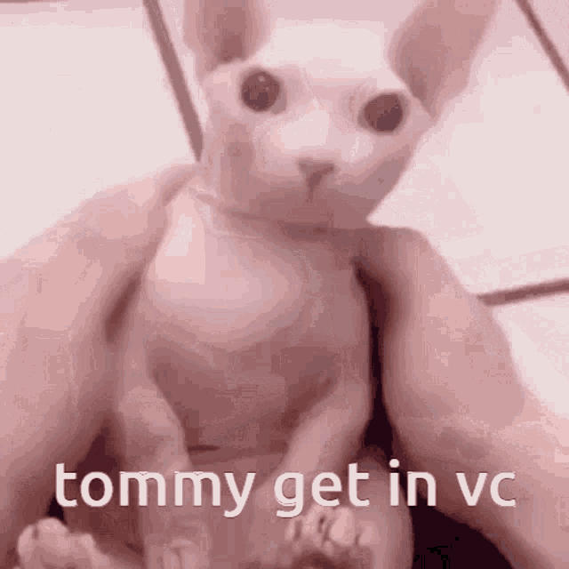 Tommy Bingus GIF - Tommy Bingus Forever Crafy GIFs