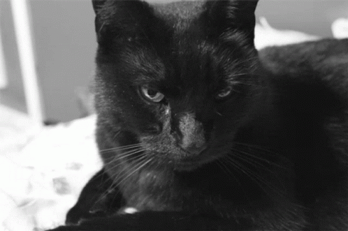 Little Black Cat Cat GIF