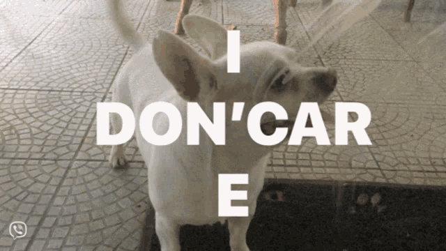 a white dog is standing in front of a sign that says i don ' car e.