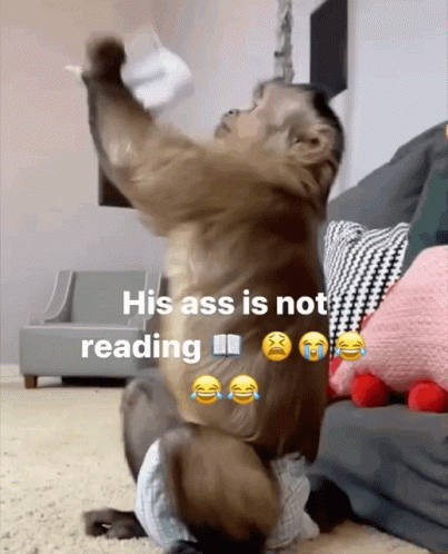 Monkey Not GIF - Monkey Not Reading GIFs