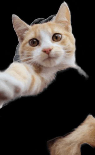 a close up of a cat taking a selfie