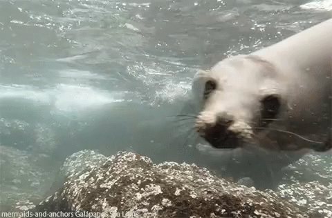 Sea Lion GIF - Sealion Seal Underwater GIFs