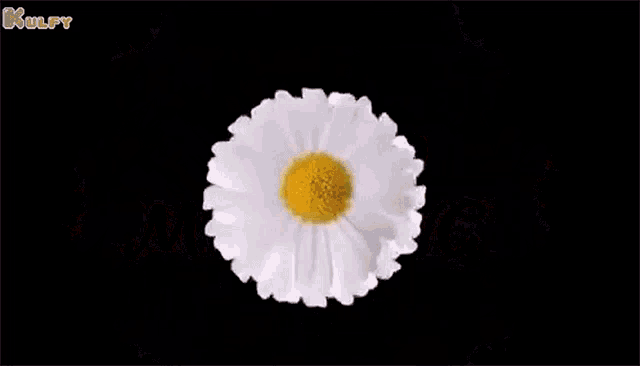 a circle of daisies with yellow centers on a black background .