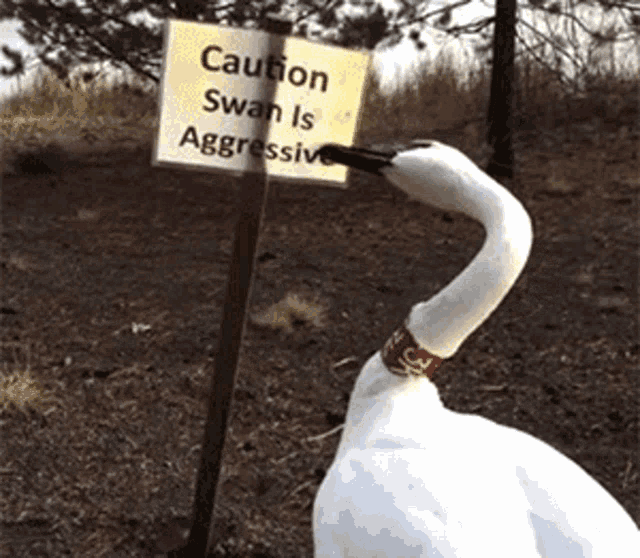 Swan Aggressive Swan GIF