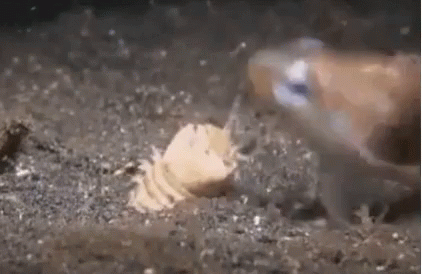 Monster Fish GIF - Monster Fish Seabed GIFs