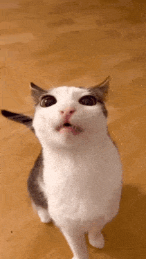 a white and gray cat is looking up at the camera with its mouth open