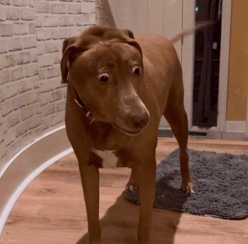 Bellebows Surprised Dog GIF