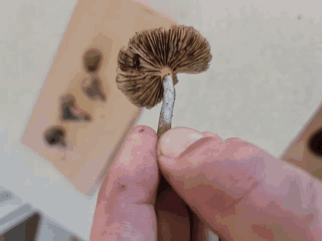 a person holds a mushroom in their hand with a yellow stem