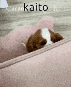 a brown and white puppy is peeking out of a pink couch