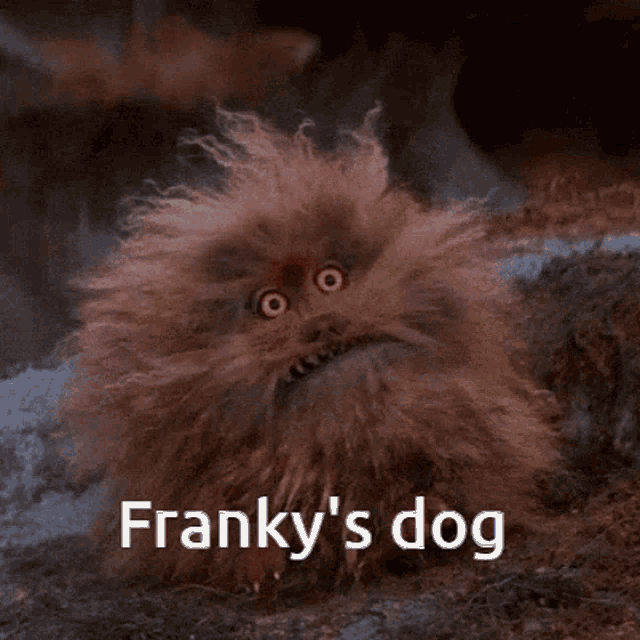 Franky Frankys Dog GIF - Franky Frankys Dog Dog GIFs