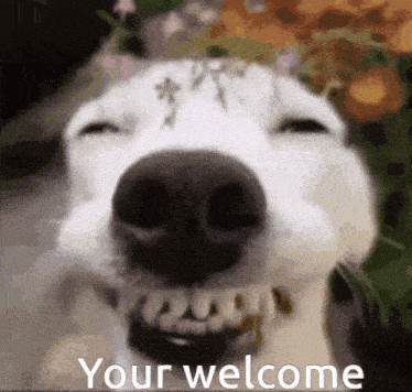 a close up of a dog 's face with the words `` your welcome '' written in the corner .