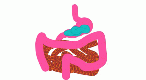 Diarrhea Intestines GIF - Diarrhea Intestines Bowels GIFs