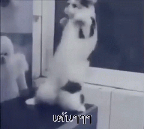 แมวเต้น แมว ร่าเริง GIF - Dancing Cat Cat Dances Cat GIFs