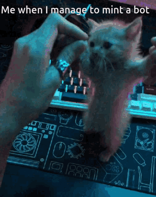 Dancing Gamer Cat Stranded Bot GIF - Dancing Gamer Cat Stranded Bot Stranded Verse GIFs