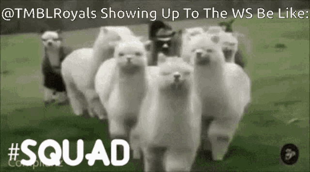 Tmbl Royals Squad GIF - Tmbl Royals Squad Showing Up To The Ws Be Like GIFs