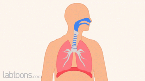 Muscles Of Respiration Chief GIF - Muscles Of Respiration Chief Muscle GIFs
