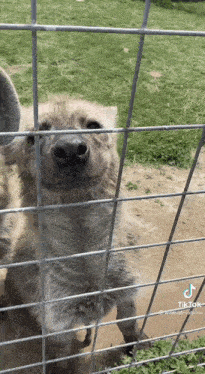 a hyena is sticking its head through a wire fence and looking at the camera .