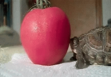 Turtle Apple GIF - Turtle Apple Eating GIFs