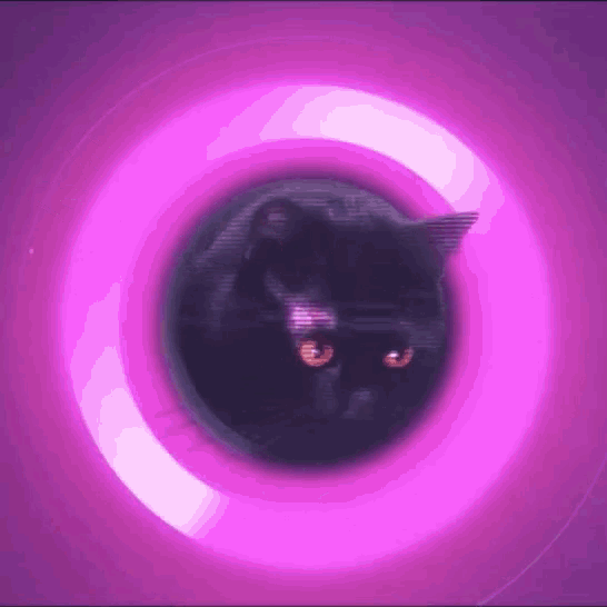 Mietse Grover Cat GIF - Mietse Grover Cat Cats GIFs