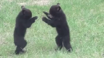 Bears Fighting GIF - Bears Fighting Cubs GIFs
