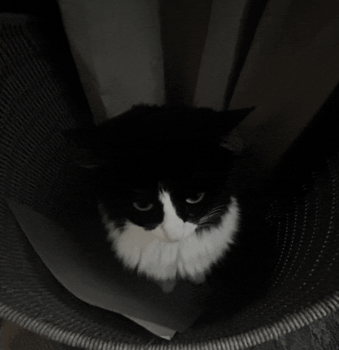 a black and white cat is sitting in a black bin