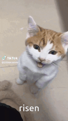 a cat is standing on its hind legs and looking up at the camera with the word risen above it .