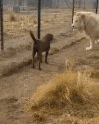 Funny Animals Lions GIF - Funny Animals Lions Dogs GIFs