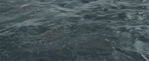 Shark Attack GIF - Shark Attack Look Out GIFs