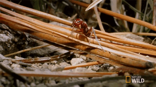Looking Around Ants GIF - Looking Around Ants Long Live The Queen GIFs