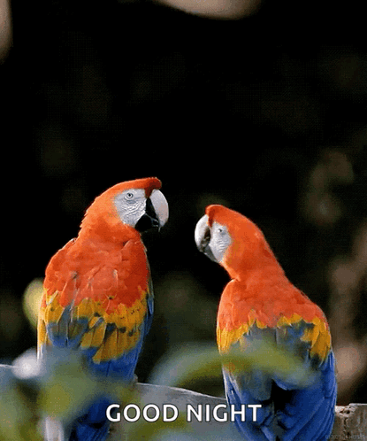 Love Parrots GIF - Love Parrots Parrotkiss GIFs