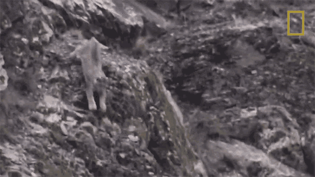 Chasing Snow Leopards101 GIF - Chasing Snow Leopards101 Leaping GIFs