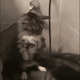 a cat is standing on its hind legs in a room with a hose attached to it .