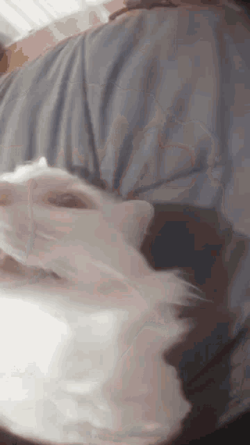 a close up of a cat laying on someone 's shoulder